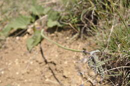 Sivun Salvia nutans L. kuva