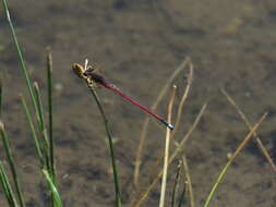 Image of Oxyagrion rubidum (Rambur 1842)