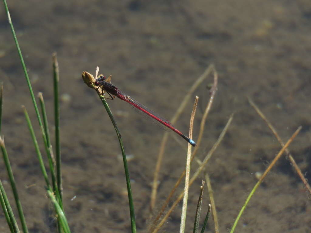 Image of Oxyagrion rubidum (Rambur 1842)