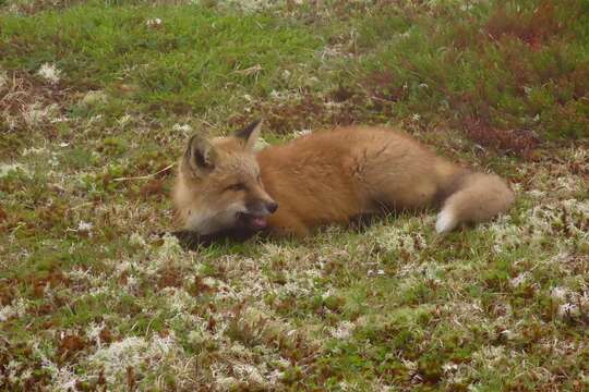 Image of Vulpes vulpes deletrix Bangs 1898