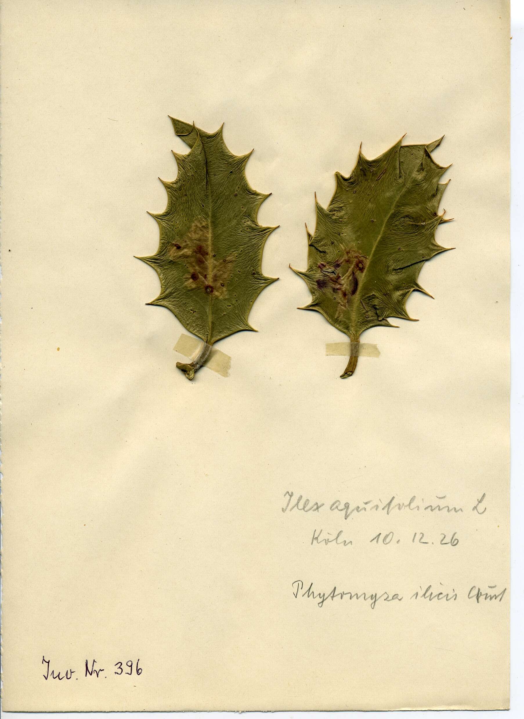 Image of European Holly Leafminer