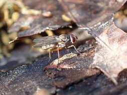 Слика од Eutrichota affinis (Stein 1898)