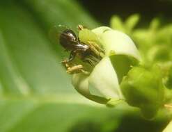 Image of Vangueria cyanescens Robyns