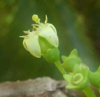 Image of Vangueria cyanescens Robyns