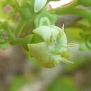 Plancia ëd Vangueria cyanescens Robyns