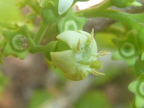 Image of Vangueria cyanescens Robyns