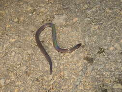 Image of Common Collared Snake