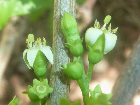 Image of Vangueria cyanescens Robyns