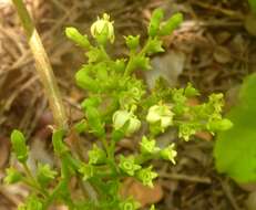 Image of Vangueria cyanescens Robyns