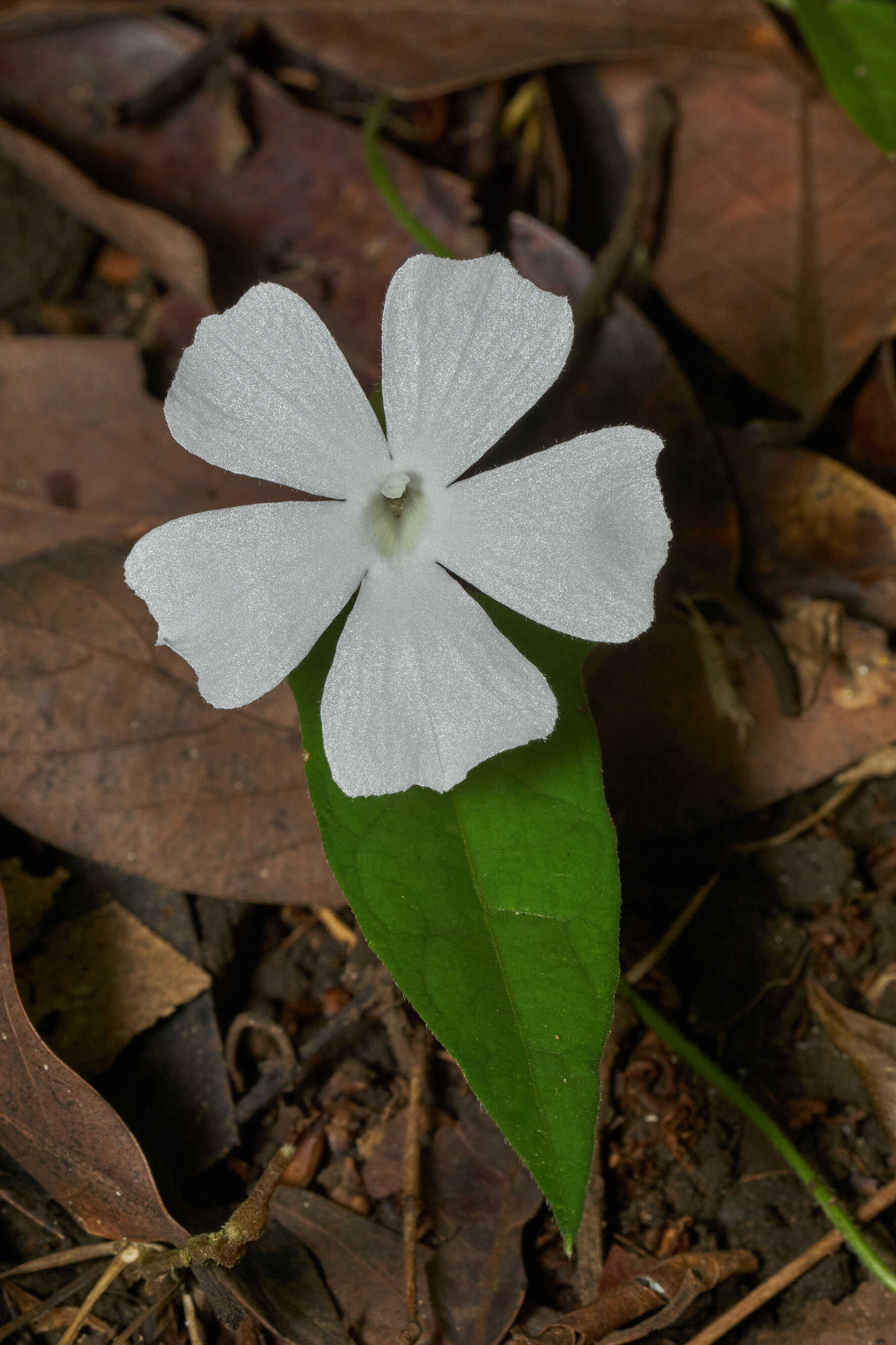 Imagem de Thunbergia fragrans Roxb.