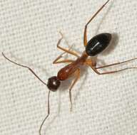 Imagem de Camponotus pilicornis (Roger 1859)