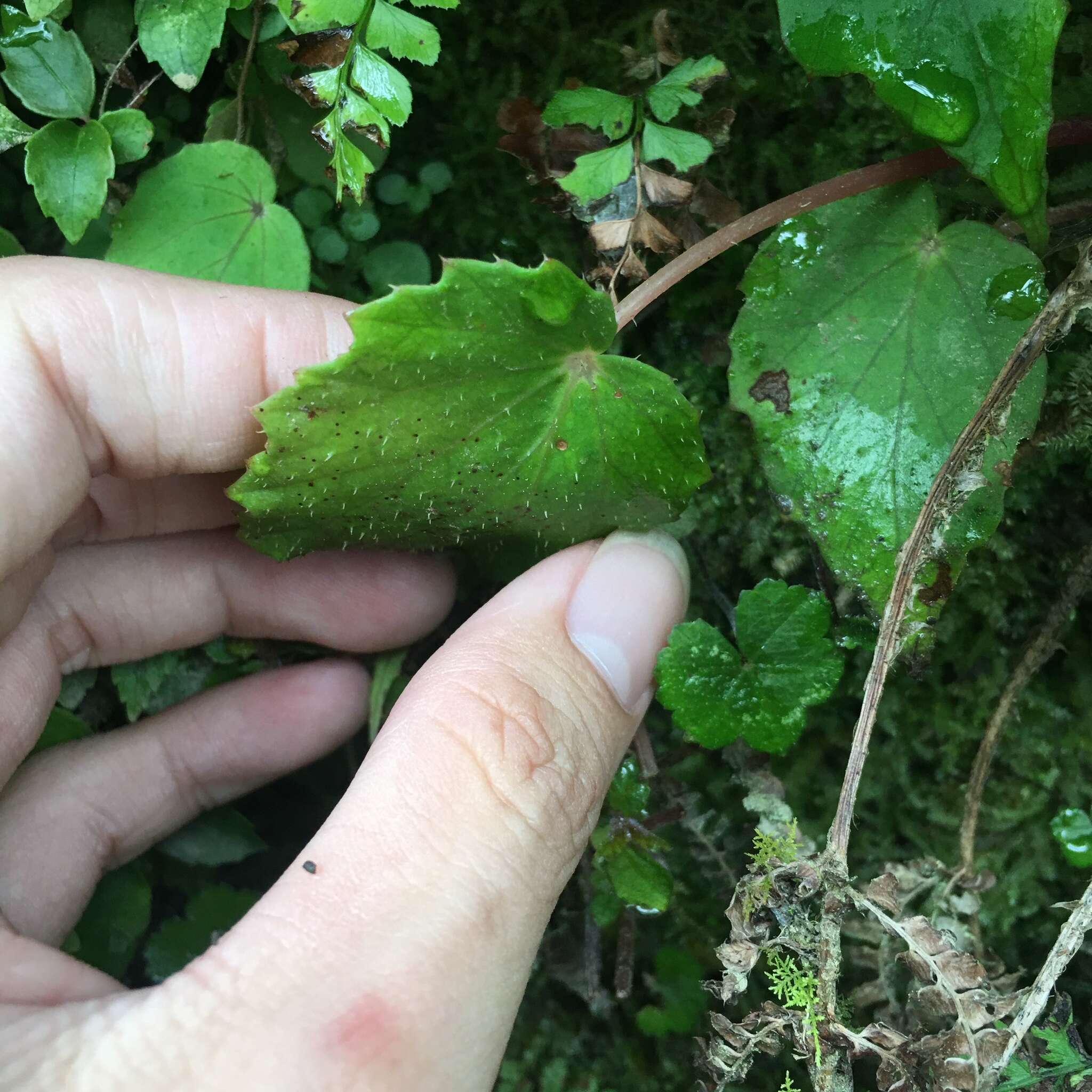 Image of Begonia nantoensis M. J. Lai & N. J. Chung