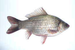 Image of Gibel carp