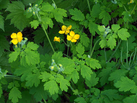 Image of Chelidonium asiaticum (Hara) A. Krahulcová