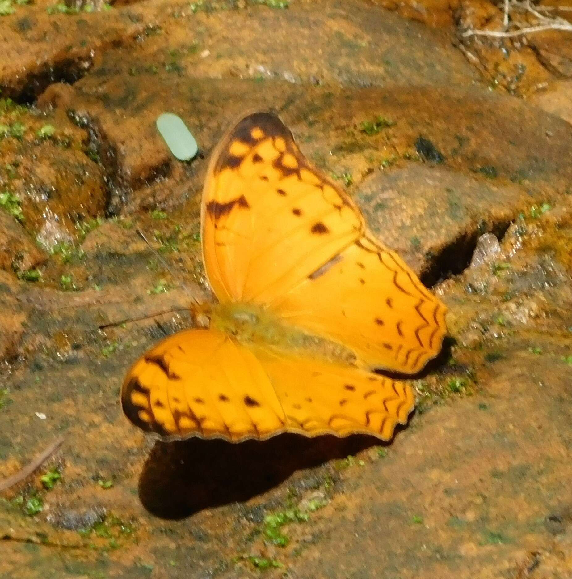 Image de Lachnoptera ayresii Trimen 1879