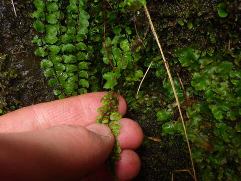 Image de Asplenium trichomanes subsp. trichomanes