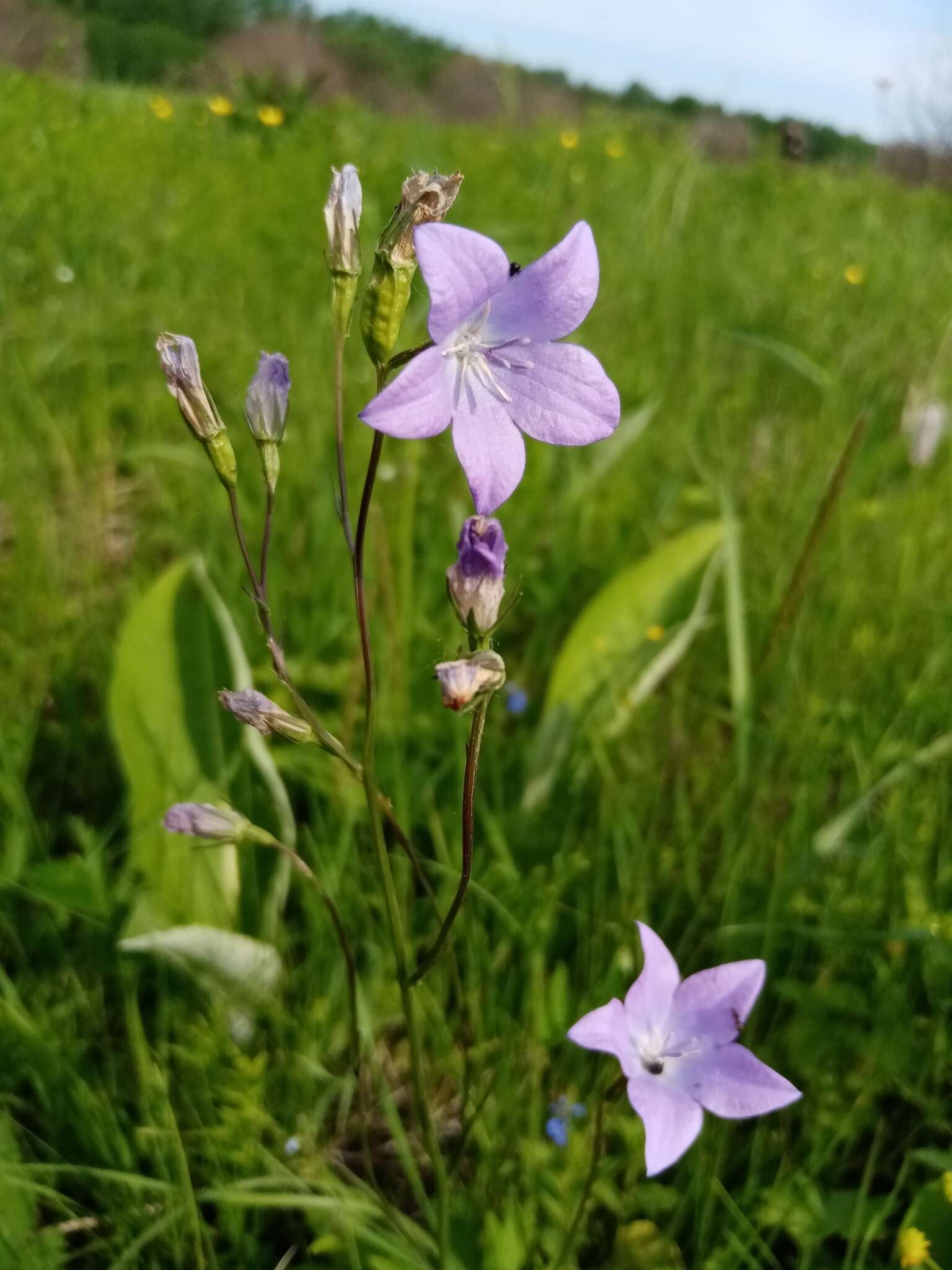 Campanula stevenii subsp. wolgensis (P. A. Smirn.) Fed. resmi