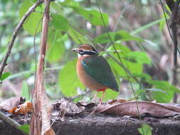 Plancia ëd Pitta brachyura (Linnaeus 1766)