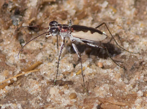 Image of White-cloaked Tiger Beetle