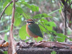 Plancia ëd Pitta brachyura (Linnaeus 1766)