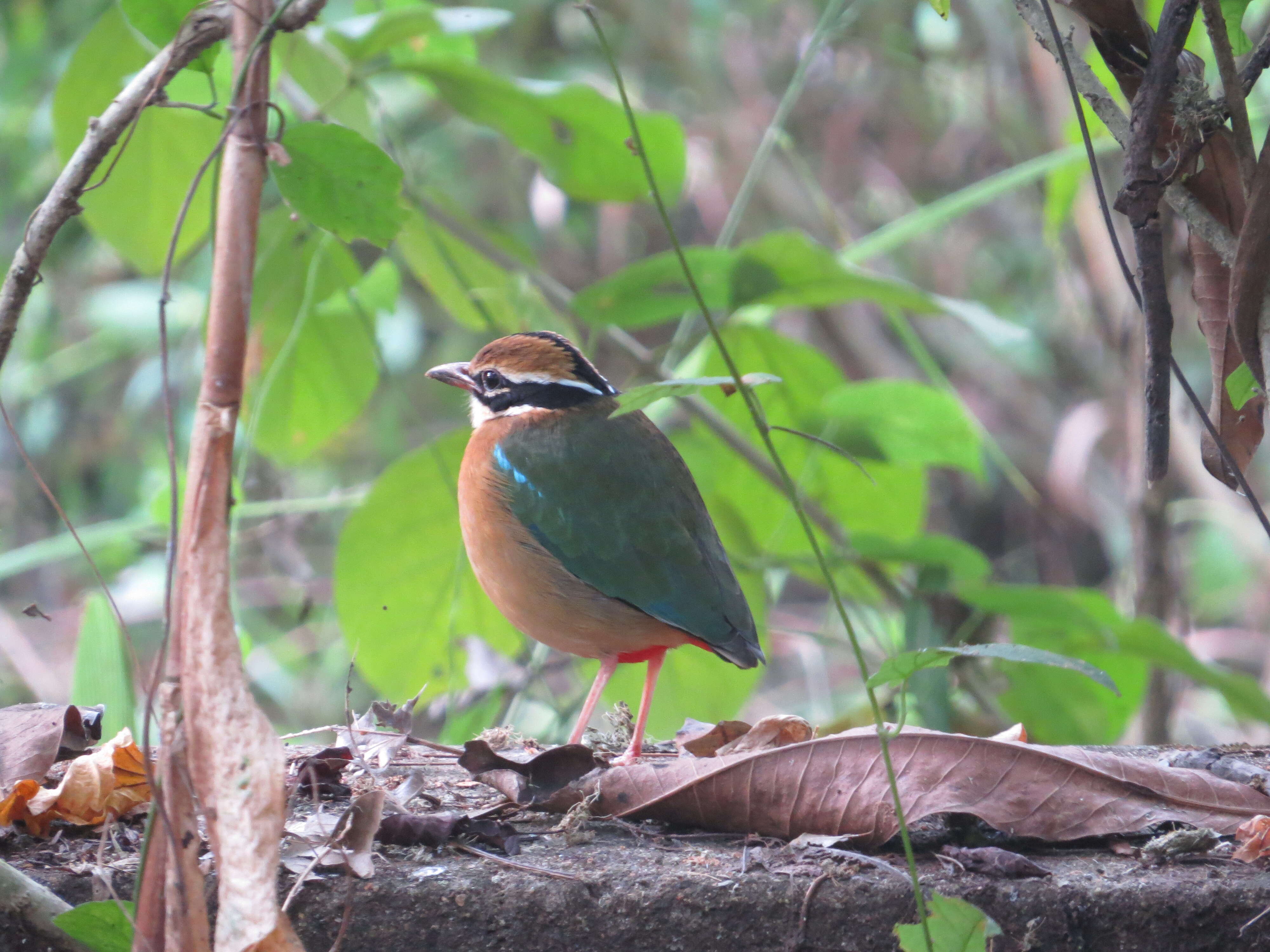 Plancia ëd Pitta brachyura (Linnaeus 1766)