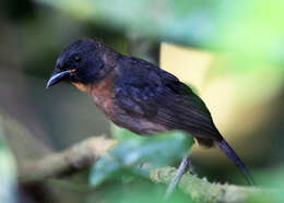Image of Black-cheeked Ant Tanager
