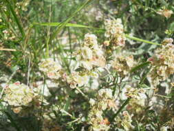 Image of Atraphaxis decipiens Jaub. & Spach