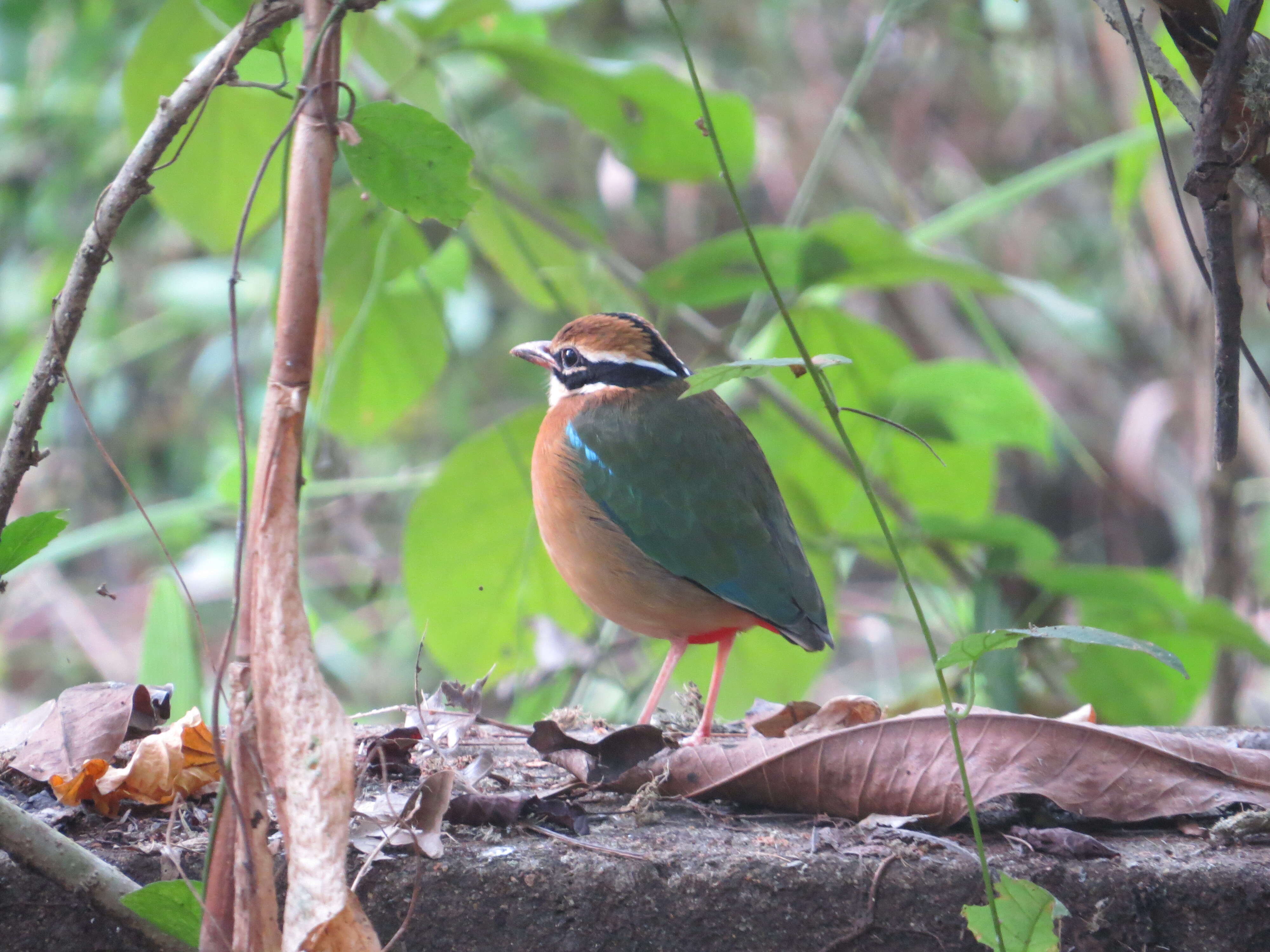 Plancia ëd Pitta brachyura (Linnaeus 1766)