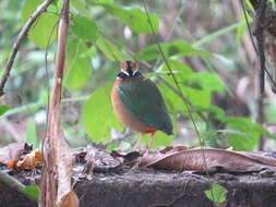 Plancia ëd Pitta brachyura (Linnaeus 1766)