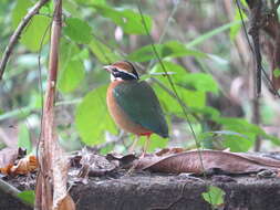 Plancia ëd Pitta brachyura (Linnaeus 1766)