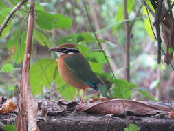 Plancia ëd Pitta brachyura (Linnaeus 1766)