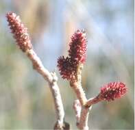 Plancia ëd Alnus serrulata (Aiton) Willd.