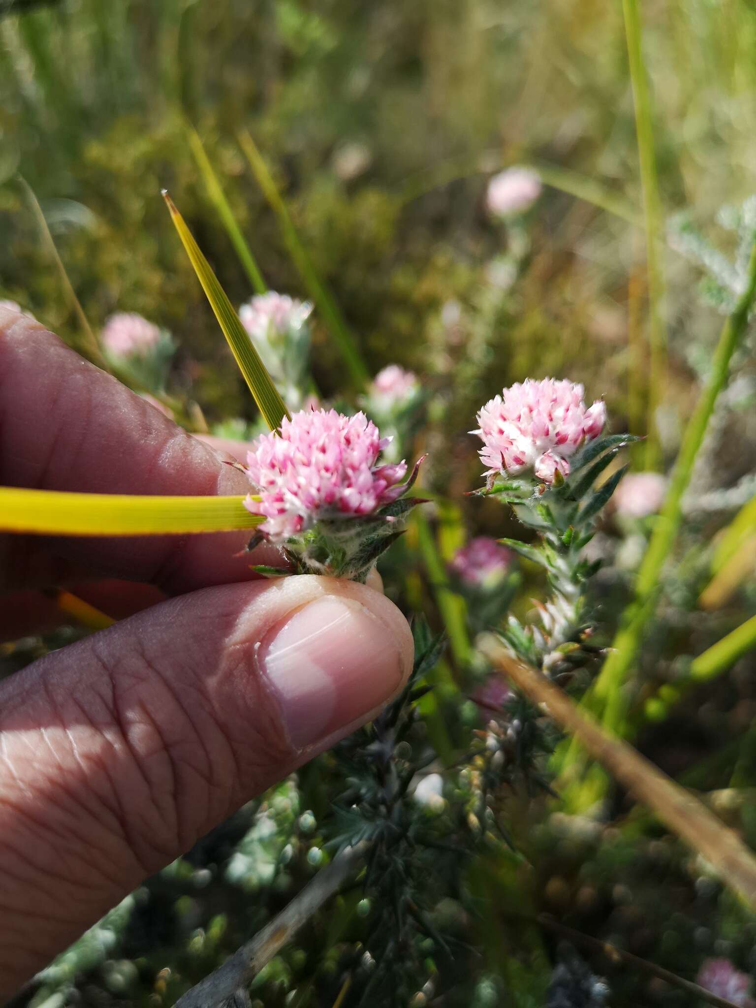 Image of Metalasia erubescens DC.