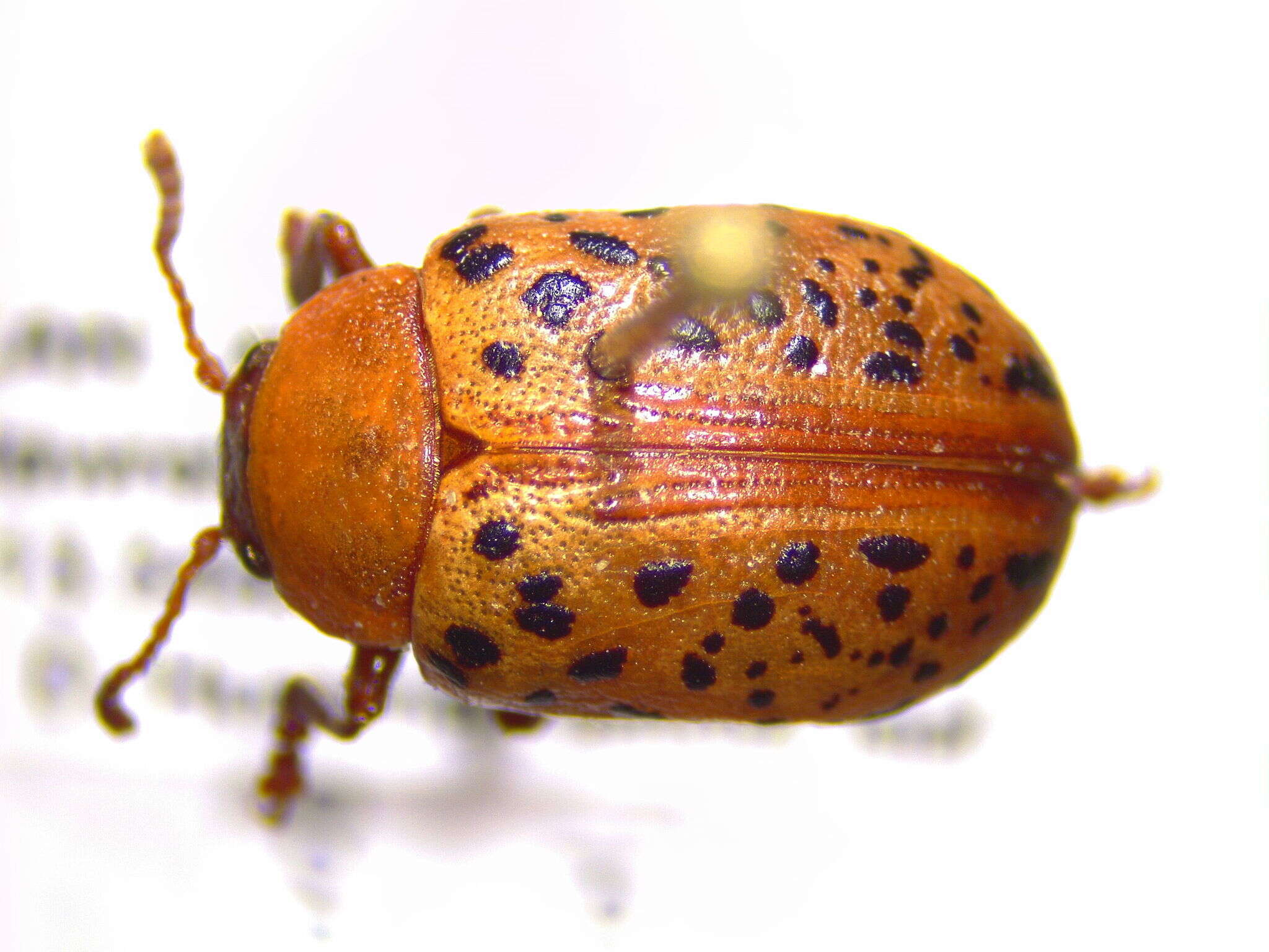 Image of Calligrapha (Calligrapha) verrucosa (Suffrian 1858)