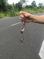 Image of Rainbow Boa