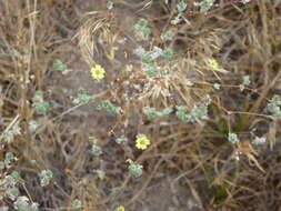 Image of branched lagophylla