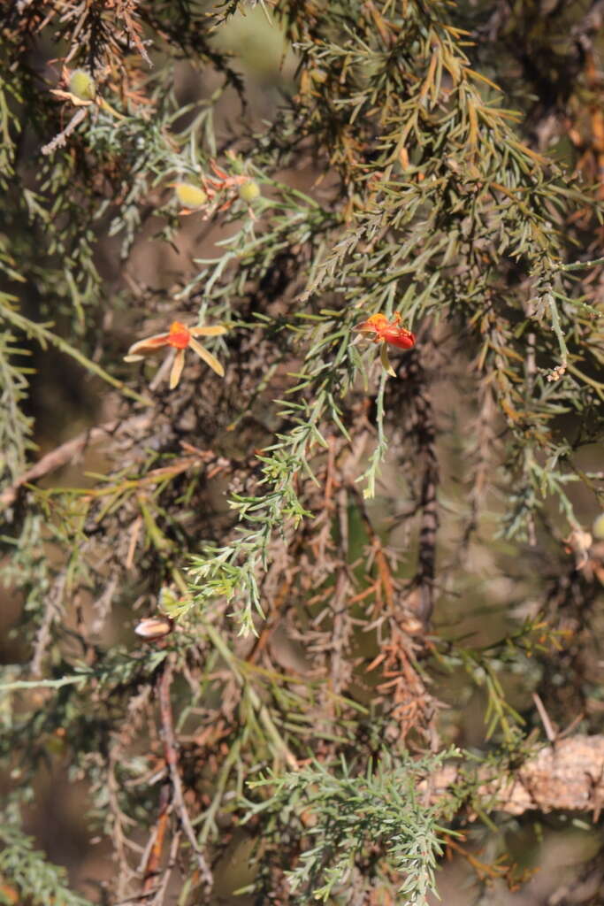 Слика од Jacksonia furcellata (Bonpl.) DC.