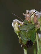 Image of Green shield bug