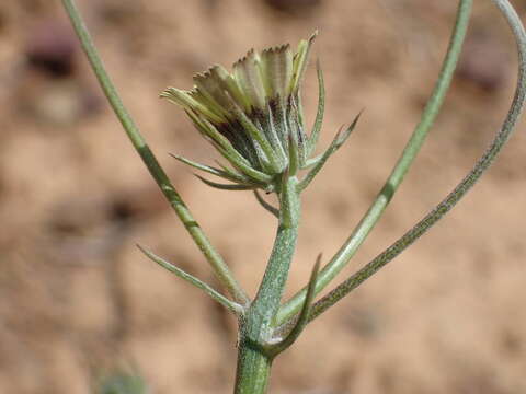 Imagem de Tolpis umbellata Bert.