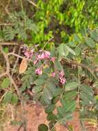 Image of Hymenolobium alagoanum var. parvifolium H. C. Lima