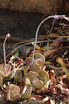 Image of Adromischus umbraticola C. A. Smith