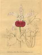 Image of Cattleya porphyroglossa Linden & Rchb. fil.