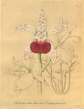 Image of Cattleya porphyroglossa Linden & Rchb. fil.