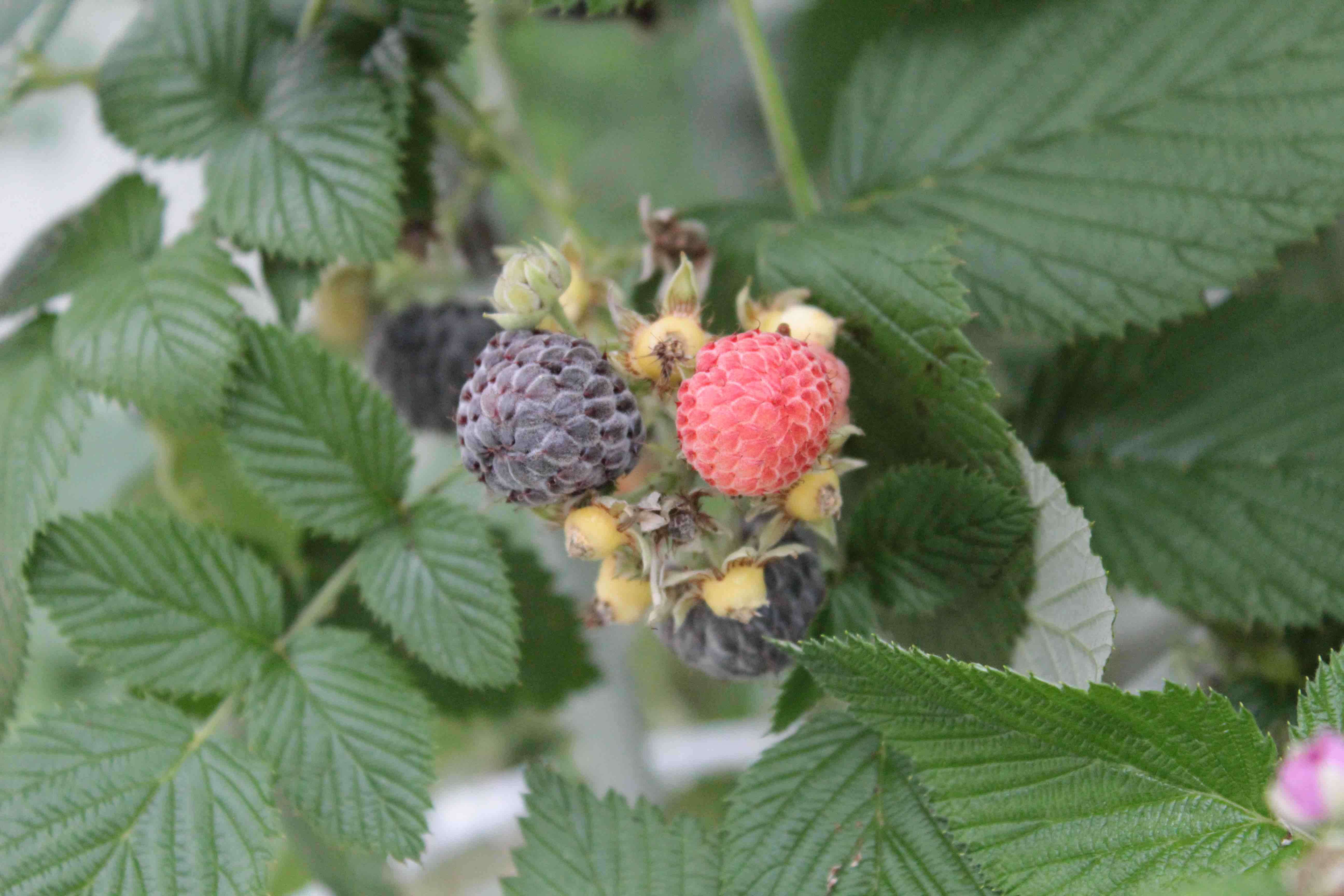 Image de Rubus leucodermis Dougl. ex Hook.