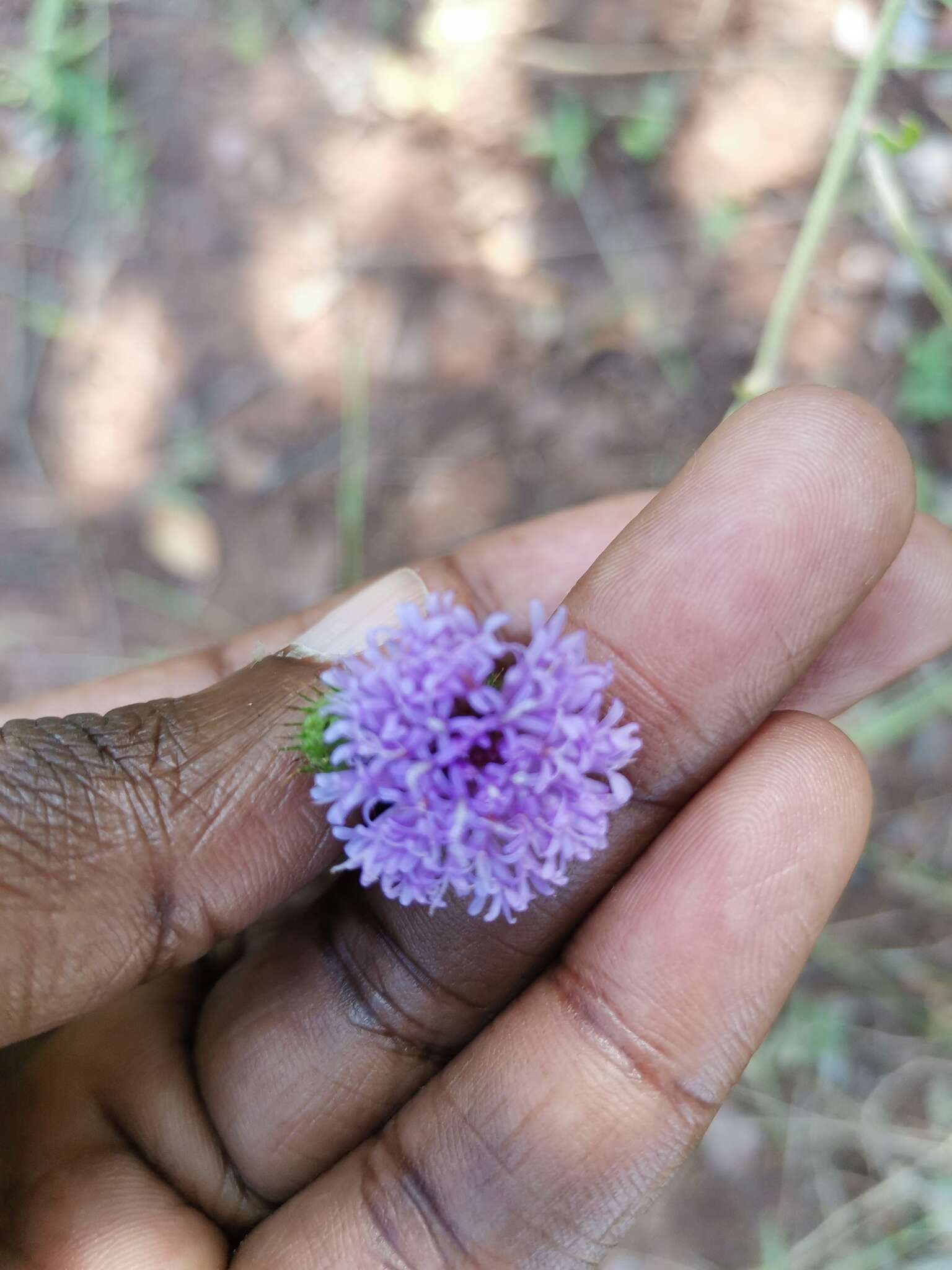 Image of Vernoniastrum acuminatissimum (S. Moore) H. Rob., Skvarla & V. A. Funk