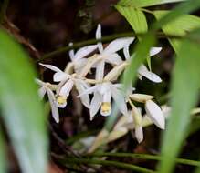 Image of Coelogyne hirtella J. J. Sm.