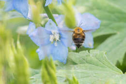 Слика од Bombus consobrinus Dahlbom 1832