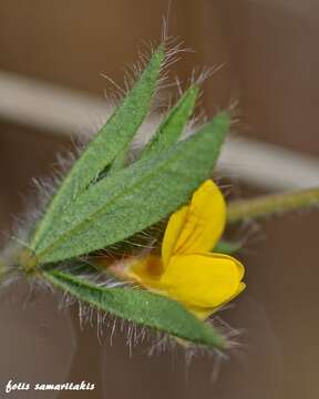 Image of Slender Bird's-foot-trefoil