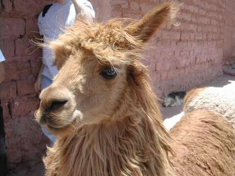 Image of Alpaca