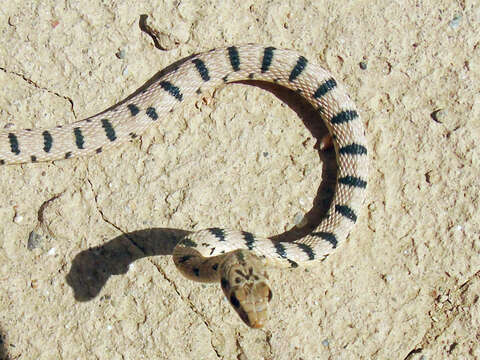 Image of Spotted Desert Racer